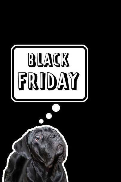 Концепция Черной пятницы. Смешная трость корсо собака удивление, Черная пятница распродажи на черном фоне. Продажи, покупки, скидки, рекламная концепция сезона распродаж. Копирование пространства - Фото, изображение