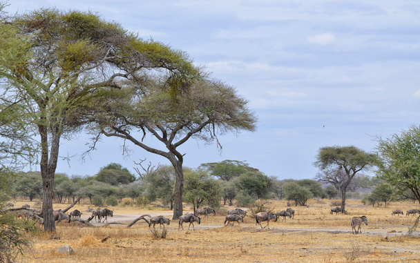 Herde von Gnu und einsamen Zebras - Foto, Bild