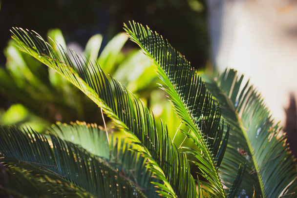 Cycas taiwaniana palm trees and bushes in a tropical botanical garden in summer, spring sunny day. Lush green exotic vegetation in the shadow of a rainforest, forest, wood, woods, national reserve.  - 写真・画像