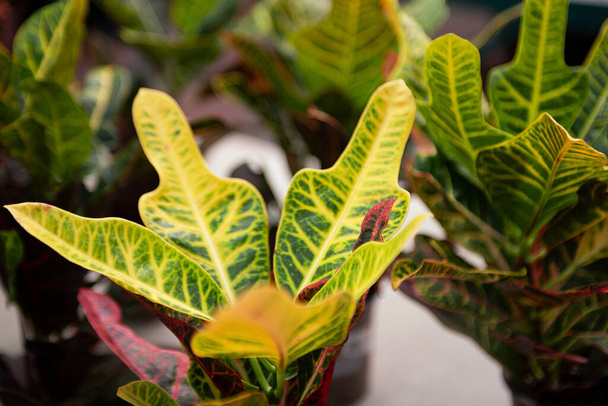 Fond naturel de feuilles multicolores de plante de croton. - Photo, image