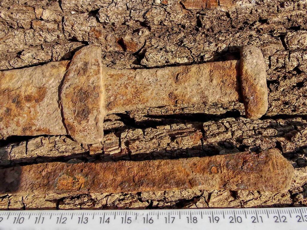 Scythische zwaard - akinak en een mes met een dier stijl handvat (5-3 eeuwen voor Christus) - Foto, afbeelding