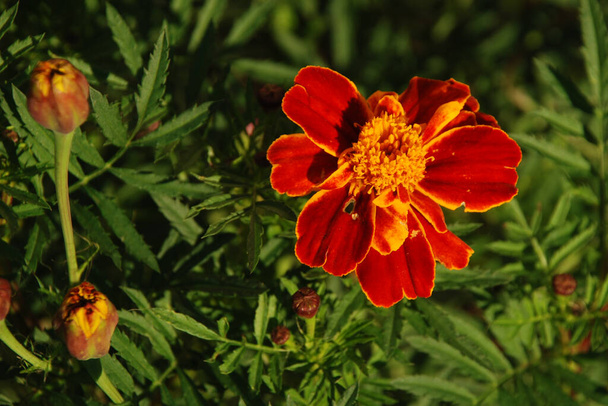 Marigolds (Tagetes), marigolds - egy nemzetség az éves lágyszárú növények a aster család - Fotó, kép