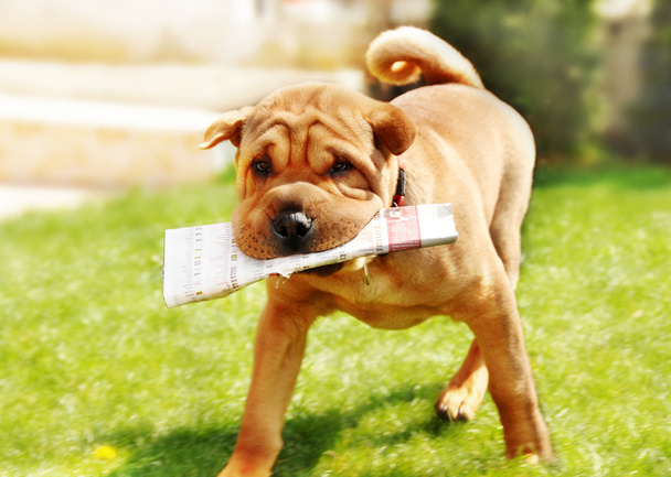 shar pei Hund mit Zeitungen - Foto, Bild