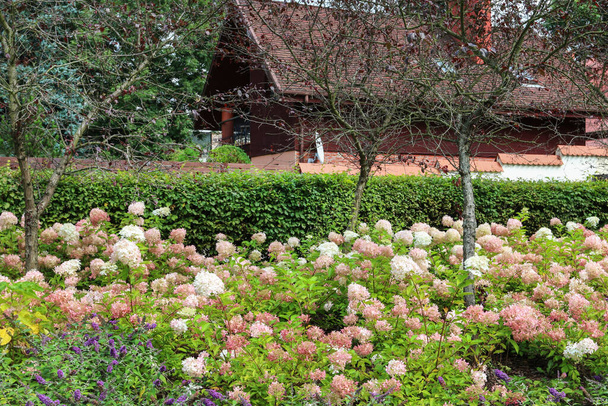 Beautiful white and pink hydrangeas in a large garden. Summer time - Photo, image