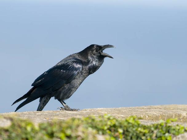 Raven, Corvus corax, single bird on wall calling, Cormwall 2022. szeptember - Fotó, kép