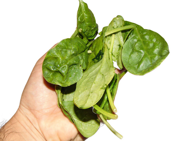 groene spinazie bladeren in de hand - Foto, afbeelding