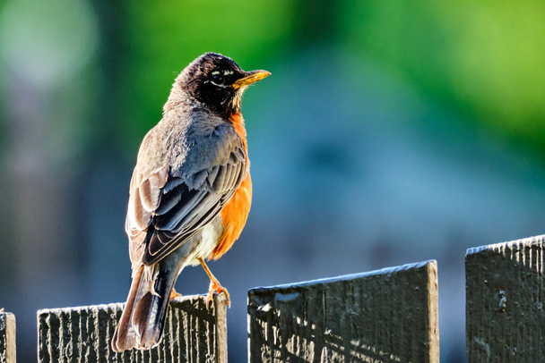 American Robin on a brown fence - Photo, Image