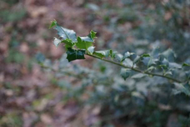 Ilex aquifolium az erdőben februárban. Ilex aquifolium, a magyal, köz-, angol, európai-, vagy alkalmanként karácsonyi magyal, egy fajta virágzó növény a család Aquifoliaceae. Berlin, Németország - Fotó, kép