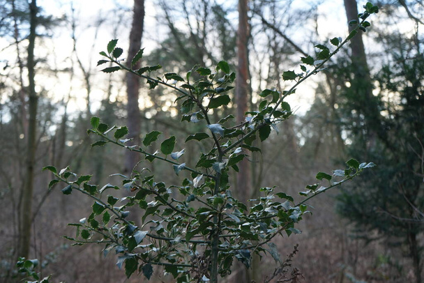 Ilex aquifolium in the forest in February. Ilex aquifolium, the holly, common-, English-, European-, or occasionally Christmas holly, is a species of flowering plant in the family Aquifoliaceae. Berlin, Germany - Photo, Image