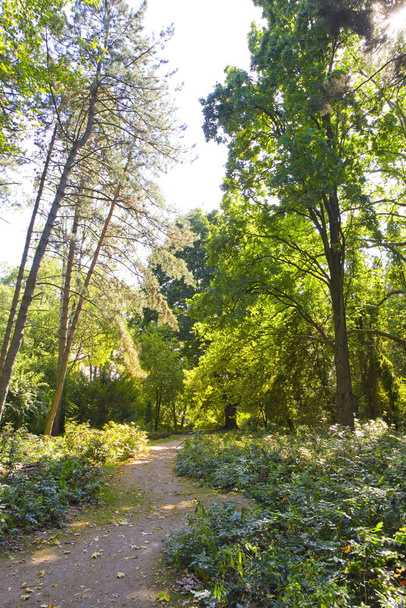 Syretsky arboretum in Kyiv, Ukraine - Foto, immagini