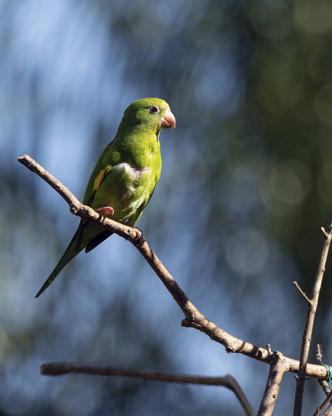 A Plain Parakeet perched on branch. Species Brotogeris chiriri. It is a typical parakeet of the Brazilian forest. Birdwatching. Birding. Parrot. - Fotografie, Obrázek