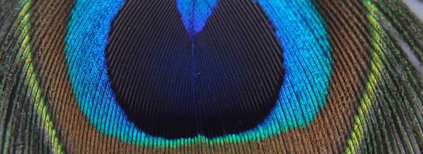Pluma de pavo real
 - Foto, imagen