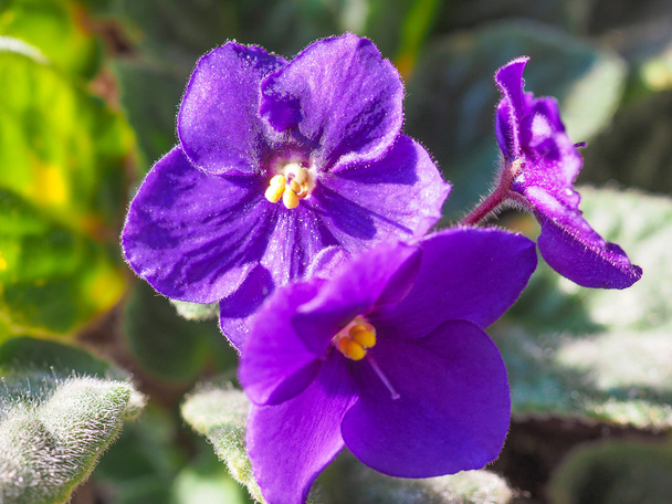 Saintpaulia flower - Photo, Image