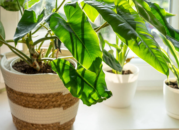 Grote filodendron Burle Marx met krullend groen blad staat naast het raam in beige mandje. Woonplanten, binnentuin, stedelijke jungles. - Foto, afbeelding