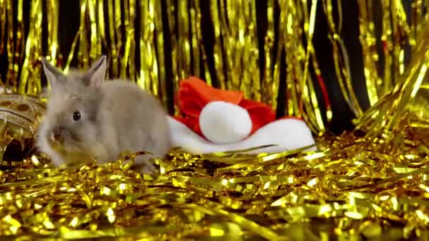  The celebration of 2023 New Year. Cute bunny is playing with tinsel and Santas hat. - Кадри, відео