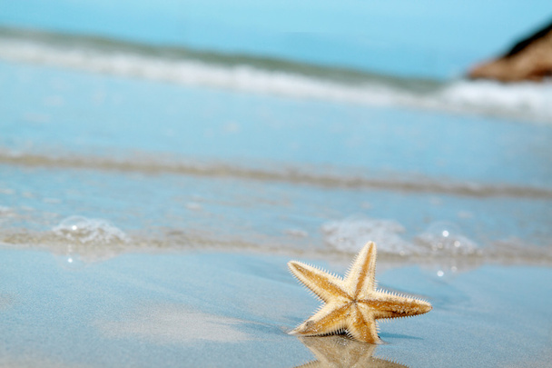 hvězdice na pláži - Fotografie, Obrázek