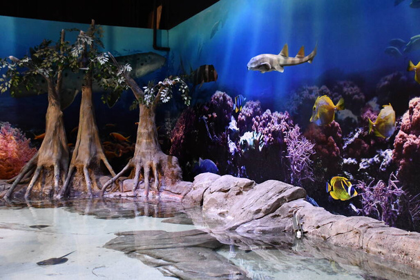 GLEN NH - 26. SEP: Living Shores Aquarium in Glen, New Hampshire, gesehen am 26. Sep 2022. - Foto, Bild