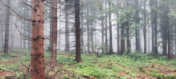 Krajobraz leśny w mglistym czasie  - Zdjęcie, obraz