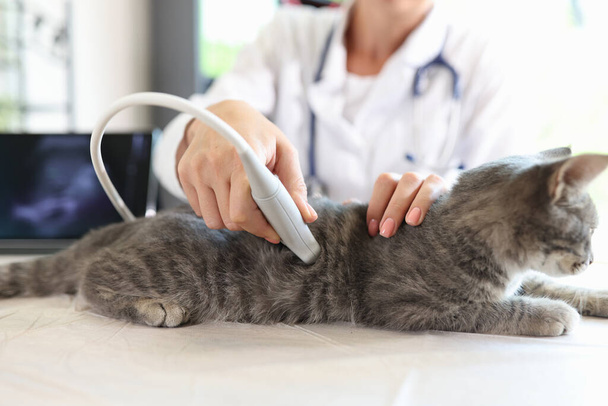 Veterinarian conducts an ultrasound examination of cat closeup - Фото, зображення