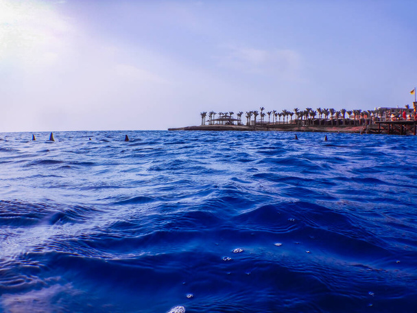 kilátás a delfinek felett a víz felszínén, miközben búvárkodás Egyiptomban - Fotó, kép