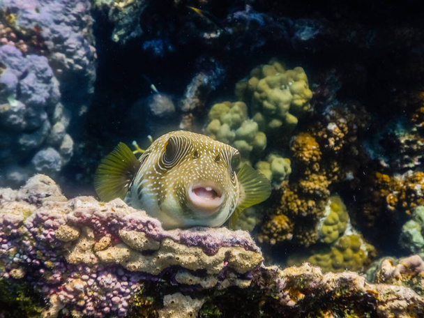 bílá skvrnitá ryba leží na korálech a dívá se do kamery při potápění - Fotografie, Obrázek