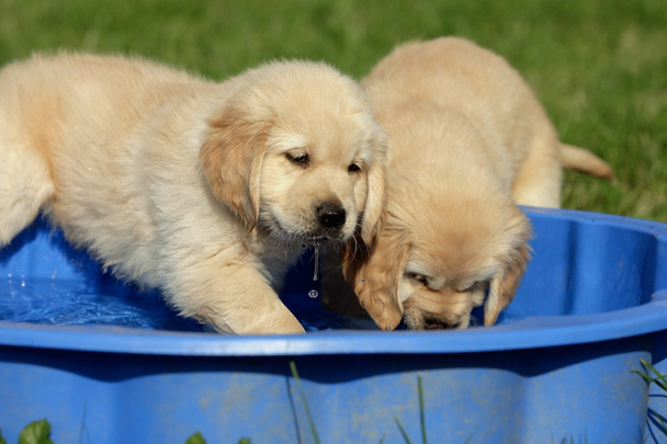 χρυσόs retriever σκυλάκια - Φωτογραφία, εικόνα