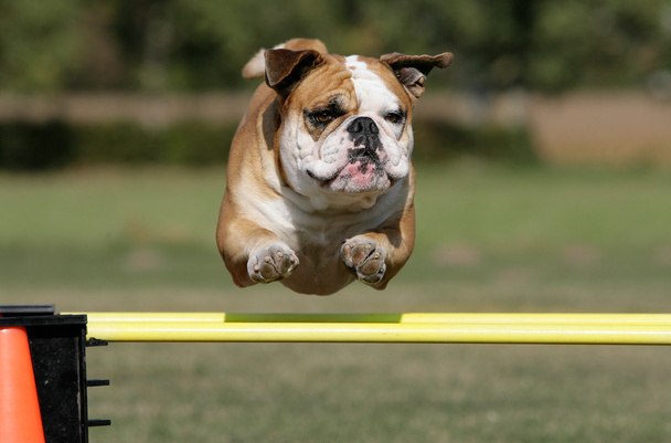 Bulldog voador
 - Foto, Imagem