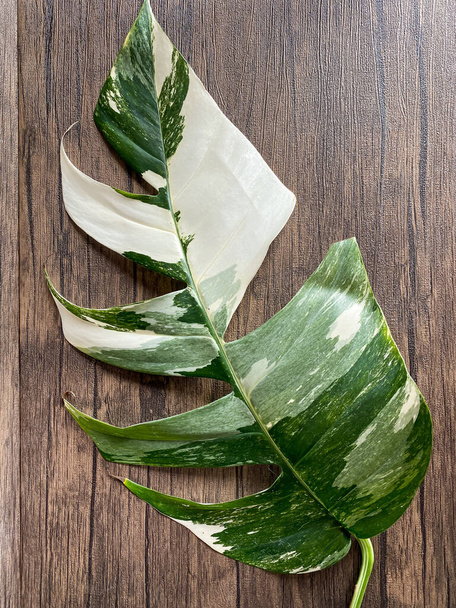 Epipremnum Pinnatum Variegate Leave on the wooden background - Фото, изображение