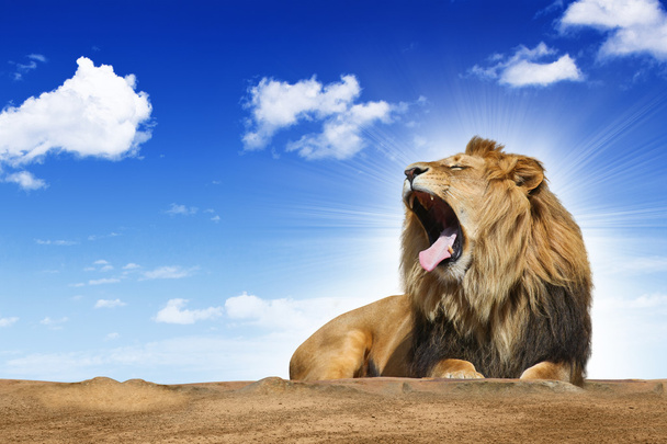 βρυχηθμό λιοντάρι - Φωτογραφία, εικόνα