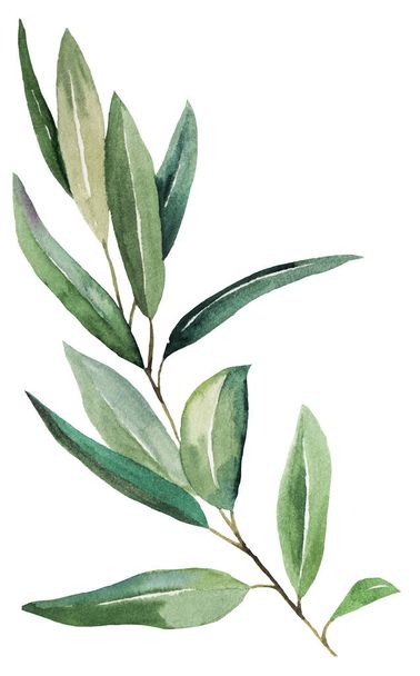 Watercolor olive twig with green leaves illustration isolated. Elegant greenery Element for autumn wedding design, laurel greeting cards. Peace and purity, victory and achievement concept - Foto, immagini