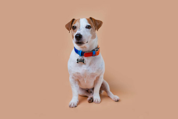 A kutya Jack Russell gyönyörű gallérba van öltözve, csonttal. Pet ül a háttérben a stúdióban.  - Fotó, kép