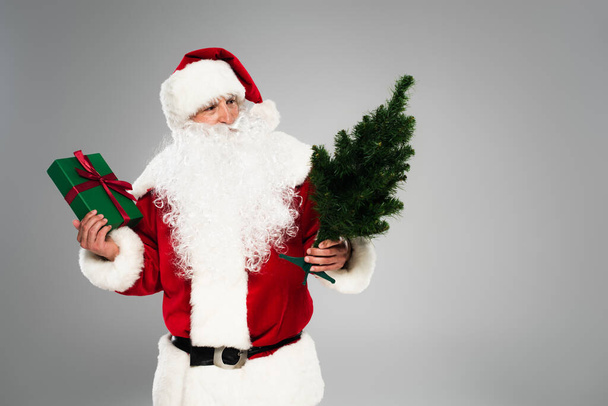 Weihnachtsmann hält Geschenkbox in der Hand und betrachtet kleine Tanne isoliert auf grau  - Foto, Bild