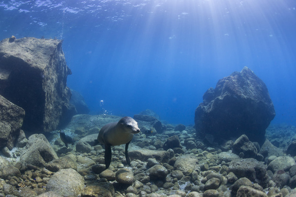 Щенок морской лев под водой смотрит на тебя
 - Фото, изображение