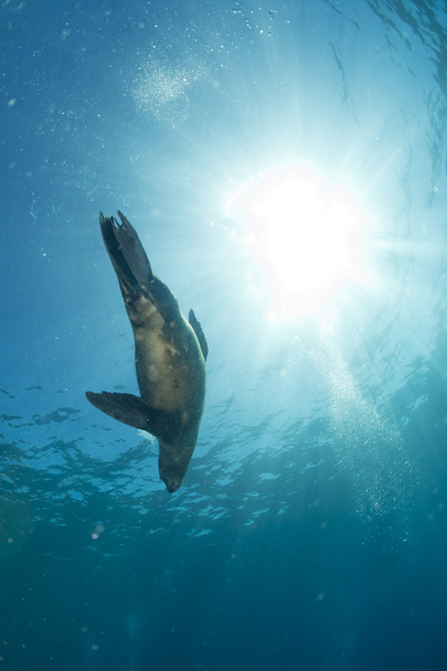 Lion de mer chiot sous l'eau vous regardant
 - Photo, image