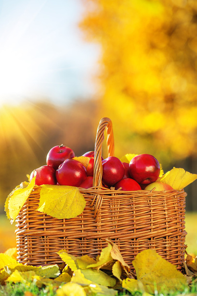 Korb mit roten Äpfeln mit gelben Blättern - Foto, Bild