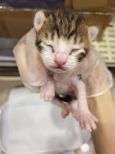 Трёхцветный котёнок лежит в руке. Крупный план новорожденного котенка в руке. Новорожденный котенок лежит в руке - Фото, изображение