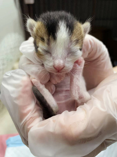 Gattino di tre colori sdraiato in mano. Primo piano di gattino neonato in una mano. Gattino appena nato sdraiato in mano - Foto, immagini