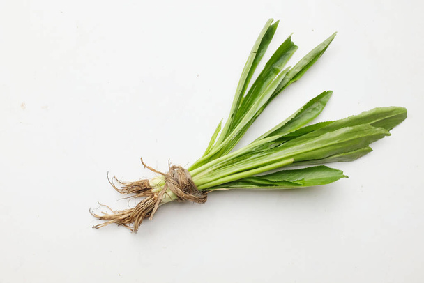 stink weed or culantro, long coriander, sawtooth coriander,(eryngium foetidum) isolate on a white background.It is a tropical annual or multi-year herbaceous plant in the Coriander family (Apiaceae).  - Photo, Image