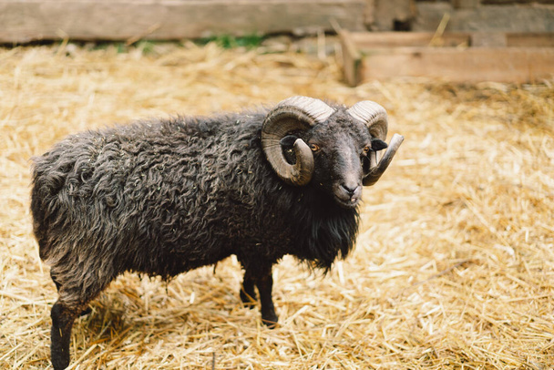 Belles moutons nains sur la ferme. Animaux d'élevage, agriculture. - Photo, image