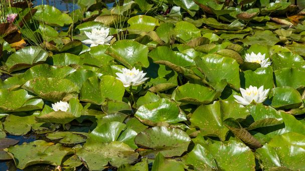European white water lily with green leaves close-up in a small Latvian lake. - Фото, изображение