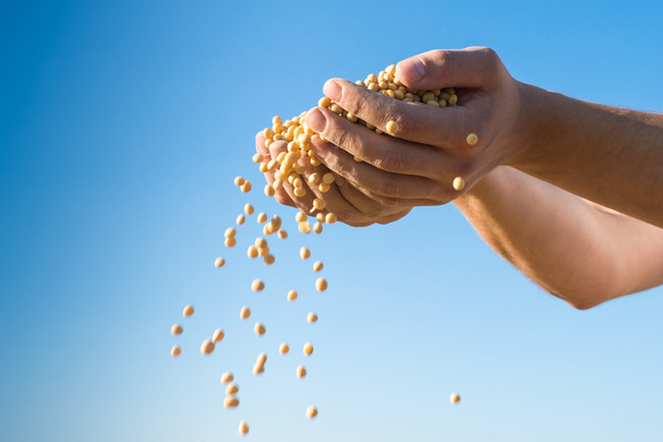  harvest  soybeans - Φωτογραφία, εικόνα
