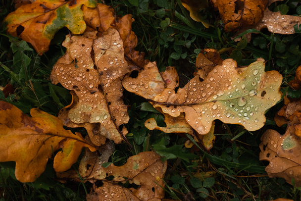 Vlhké dubové listy na trávníku na podzim  - Fotografie, Obrázek