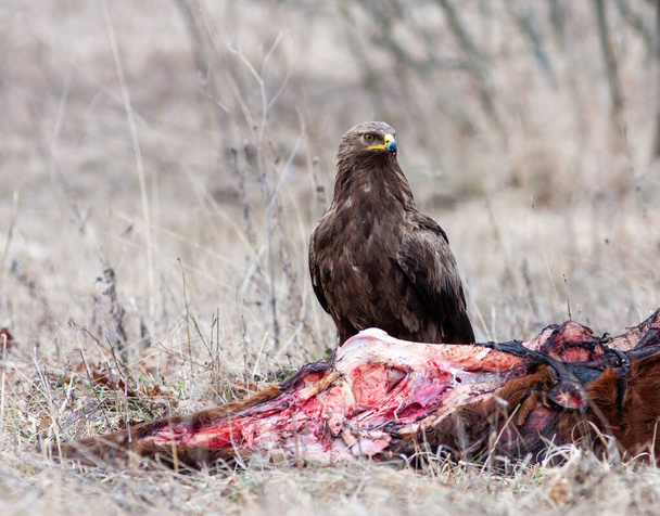 Lesser spotted eagle near a dead animal. An eagle eats a dead animal. A bird in the spring. High quality photo - 写真・画像