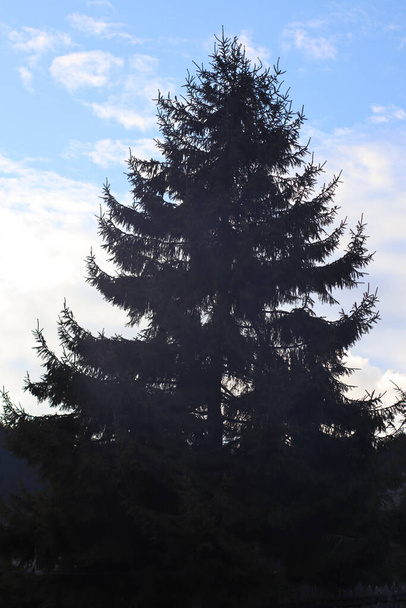 山の中に曇りの空の背景を持つバックライト付きのシルエットモミの木 - 写真・画像