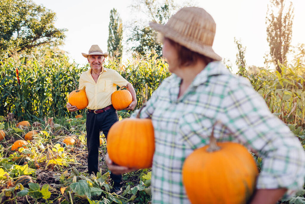 Mutlu bir çift emekli çiftçi güz tarlasında gün batımında olgun balkabağı topluyor. İşçiler ellerinde taşıyarak sağlıklı sebzeler topluyor. Tarım ve yaşam tarzı - Fotoğraf, Görsel