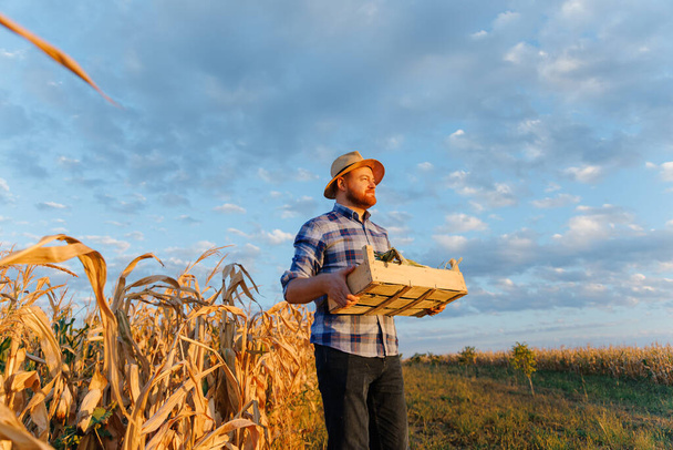 Egy fiatalember egy doboz kukoricával a kezén. Egy fiatal farmer kezében egy doboz kukorica. Az élelmiszer, az ipar, a mezőgazdaság fogalma. Kiváló minőségű fénykép - Fotó, kép
