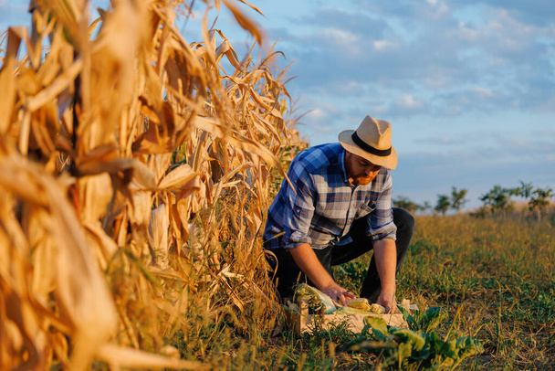 Um homem inspeciona um campo de milho e procura pragas. Agricultor de sucesso e agronegócio. Foto de alta qualidade - Foto, Imagem