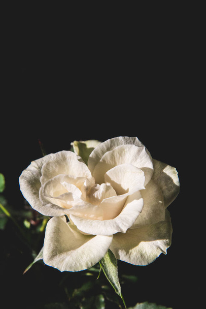 a white rose flower on a black background - Foto, imagen