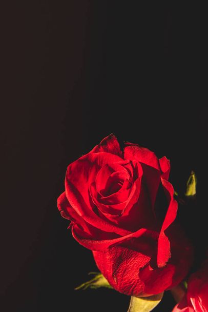 a red rose flower on a black background - Valokuva, kuva