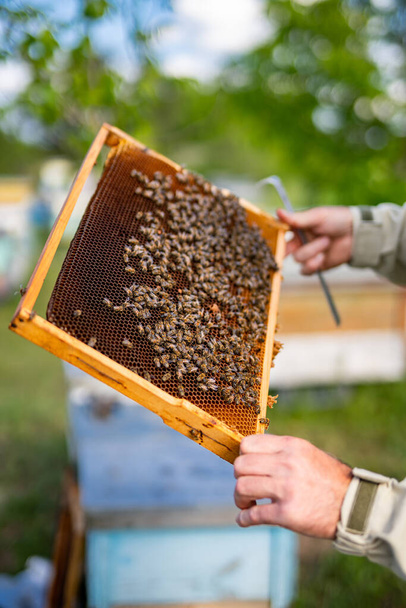 Beekeeper holding frame with honey. Wooden beehive frame holding in hands. - Photo, Image